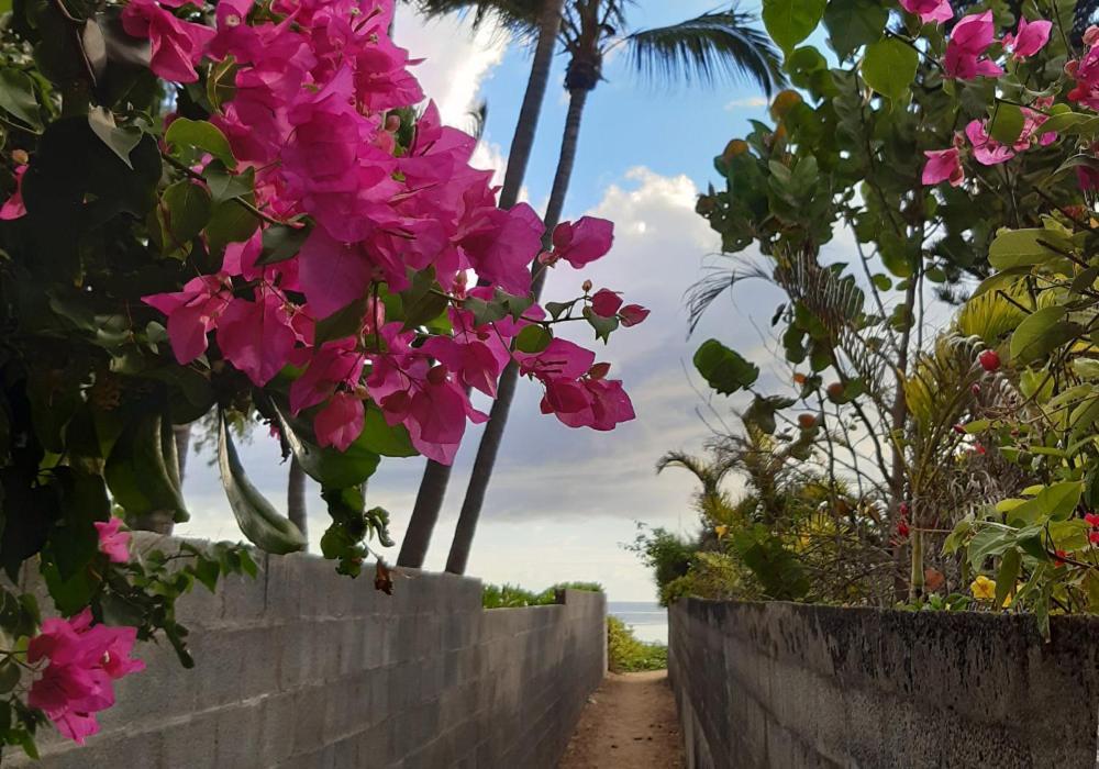 Exceptionnel ! Le Kazuarina, Tres Bel Apt F3 A 50M De La Plage De La Saline Le Bains Ngoại thất bức ảnh